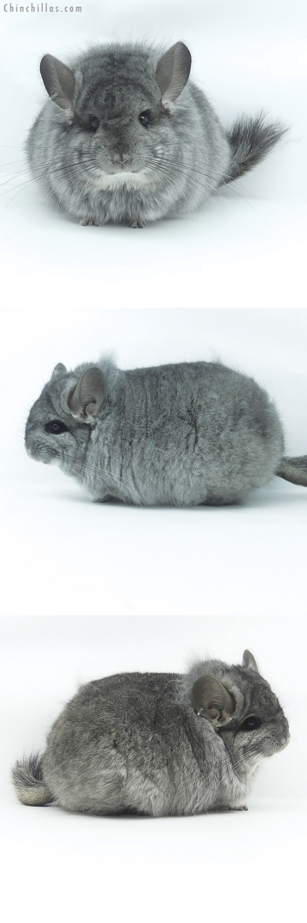 20069 Large Blocky Standard ( Ebony & Locken Carrier )  Royal Persian Angora Female Chinchilla with Lion Mane