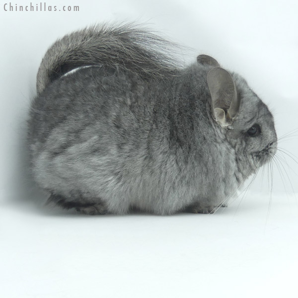 20072 Standard ( Ebony & Locken Carrier )  Royal Persian Angora Female Chinchilla