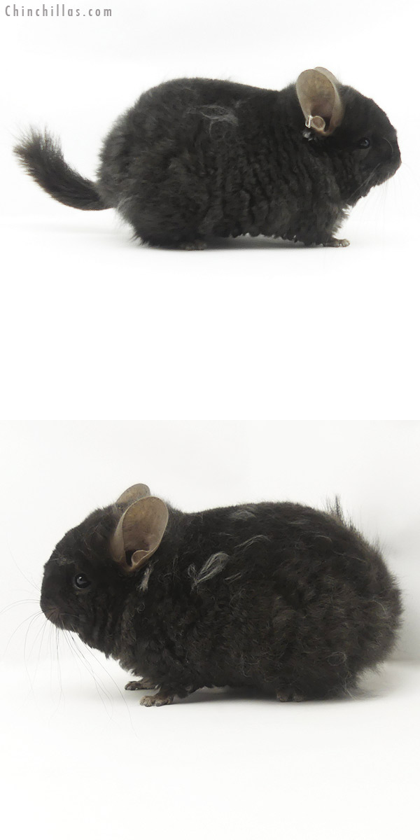 20074 Exceptional Ebony  Royal Imperial Angora Male Chinchilla