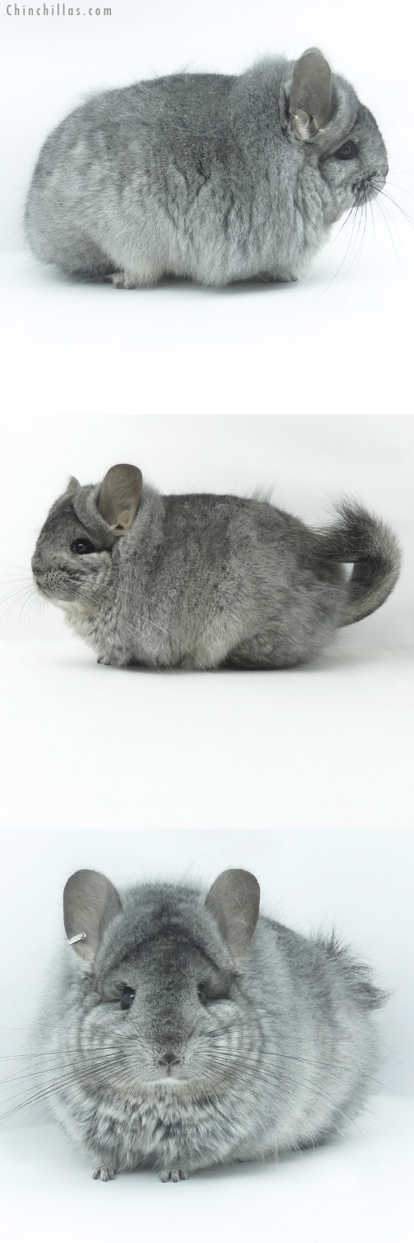 20071 Exceptional Blocky Standard ( Ebony & Locken Carrier )  Royal Persian Angora Female Chinchilla