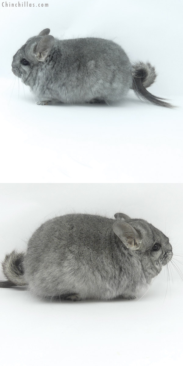 20064 Standard  Royal Persian Angora Female Chinchilla