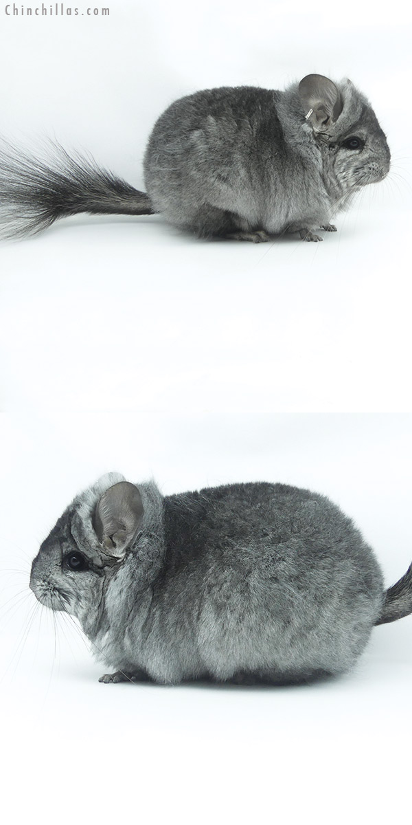 20070 Hetero Ebony  Royal Persian Angora Female Chinchilla with slight Lion Mane