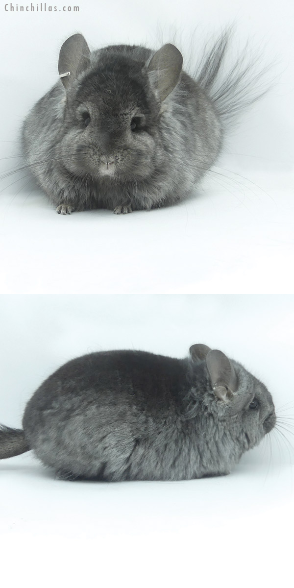 20073 Hetero Ebony ( Locken Carrier )  Royal Persian Angora Female Chinchilla