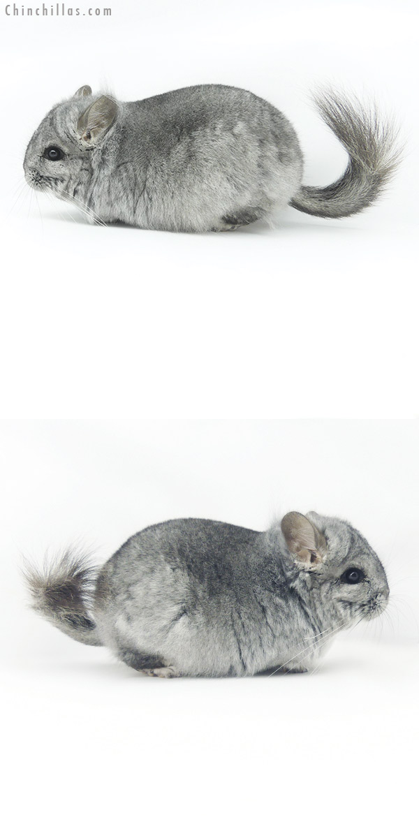 20080 Standard  Royal Persian Angora Male Chinchilla