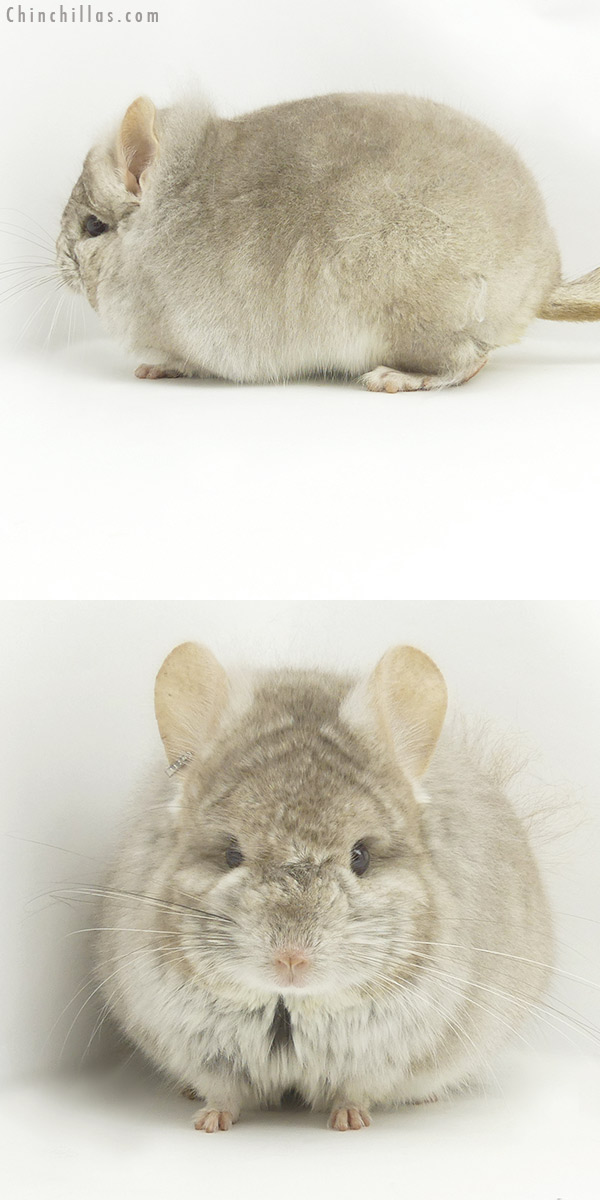 20076 Beige  Royal Persian Angora Male Chinchilla with slight Lion Mane