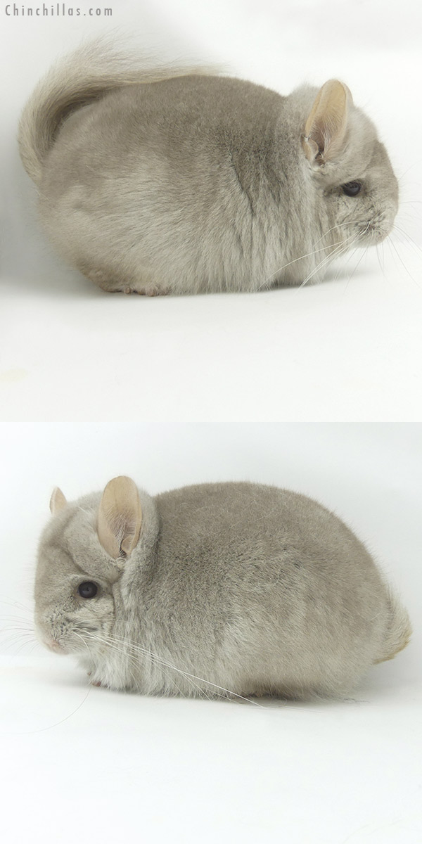 20077 Beige  Royal Persian Angora Male Chinchilla