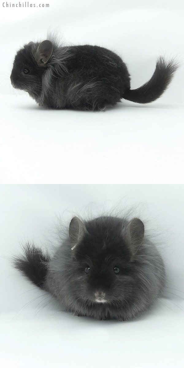 20079 Exceptional Ebony G3  Royal Persian Angora Male Chinchilla