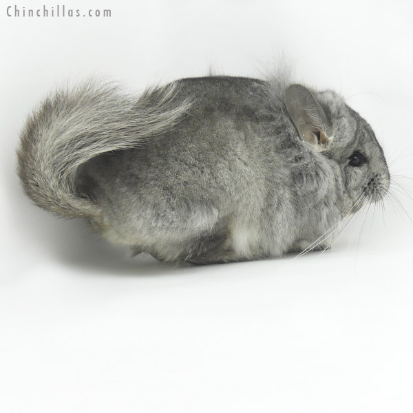 20093 Standard G2  Royal Persian Angora Male Chinchilla