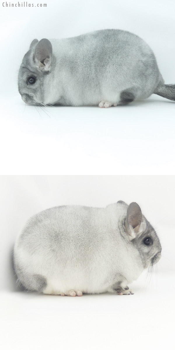 20097 Exceptional Blocky Premium Production Quality Silver Mosaic Female Chinchilla