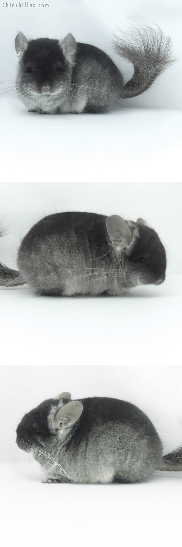 20065 Black Velvet  Royal Persian Angora Female Chinchilla