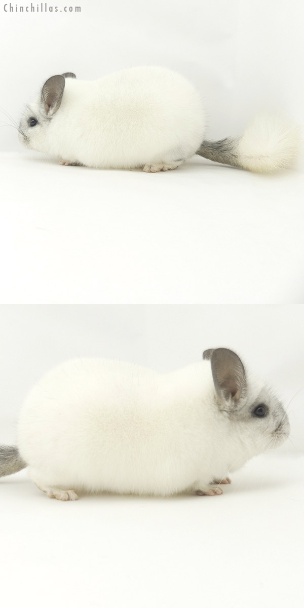 20084 Herd Improvement Quality Predominantly White Male Chinchilla