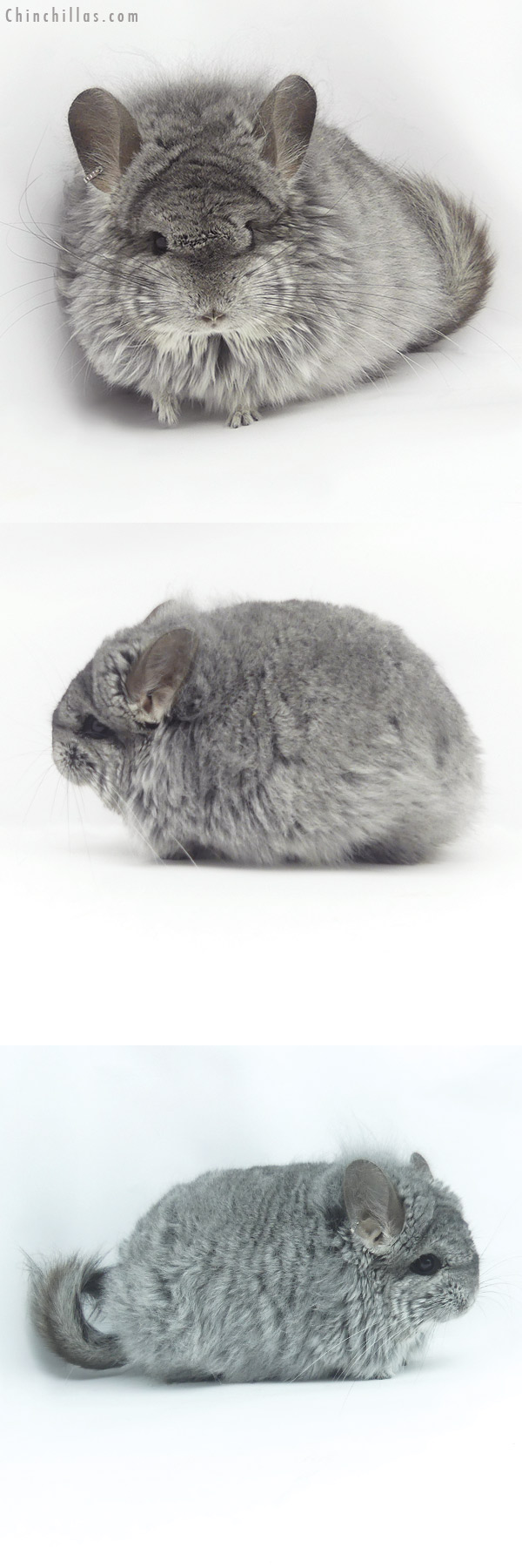 20091 Standard  Royal Persian Angora Female Chinchilla