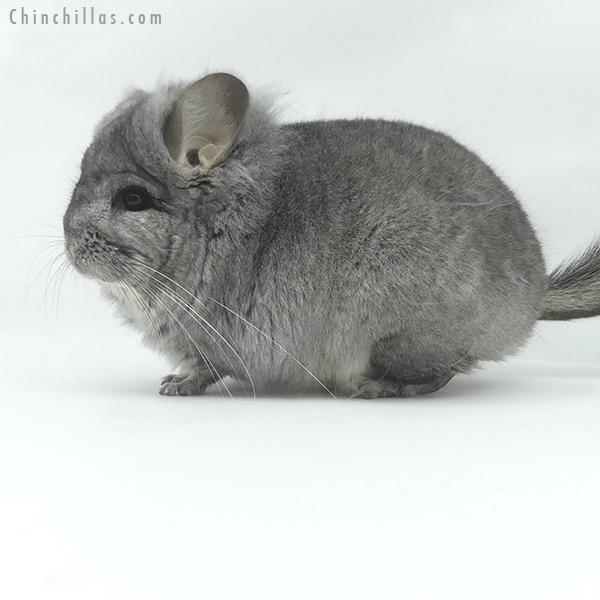 20094 Standard ( Sapphire Carrier )  Royal Persian Angora Male Chinchilla with Lion Mane