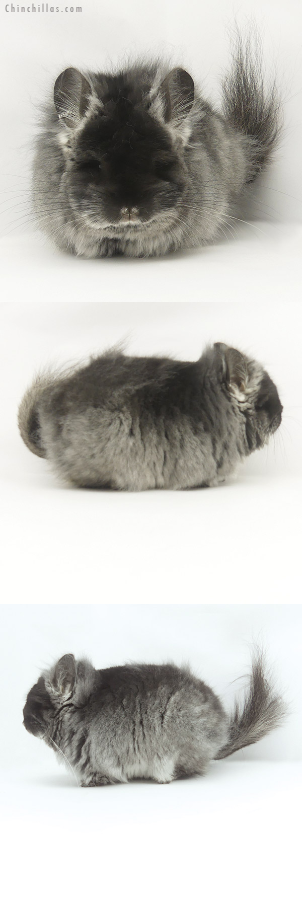 20090 Exceptional Black Velvet G2  Royal Persian Angora Female Chinchilla