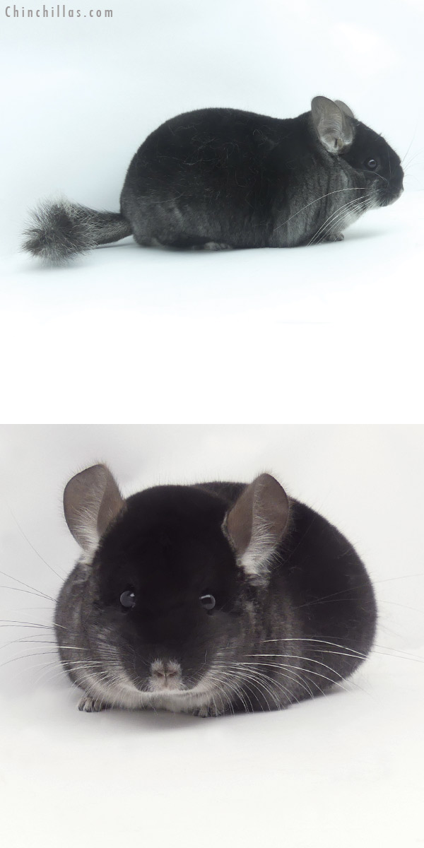 20099 Show Quality Black Velvet Female Chinchilla