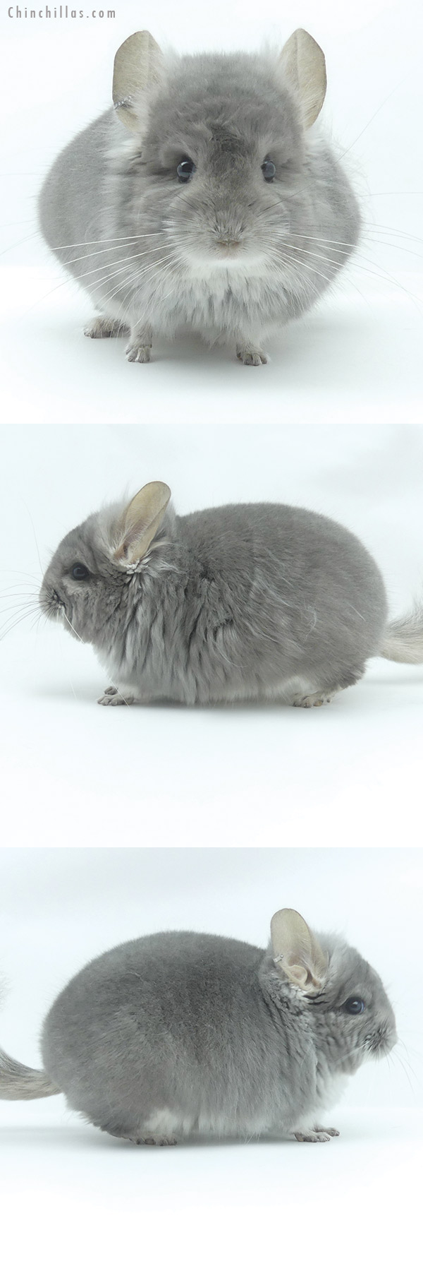 20092 Violet  Royal Persian Angora Male Chinchilla