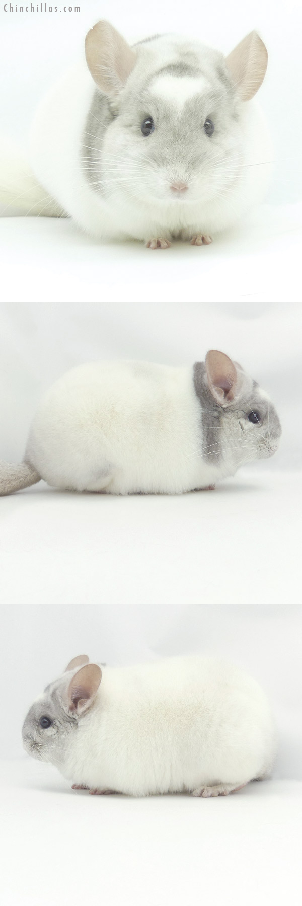 Chinchilla or related item offered for sale or export on Chinchillas.com - 20103 Exceptional Blocky Herd Improvement Quality Beige & White Mosaic Male Chinchilla