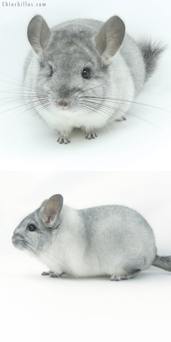 20083 Blocky Herd Improvement Quality Silver Mosaic Male Chinchilla