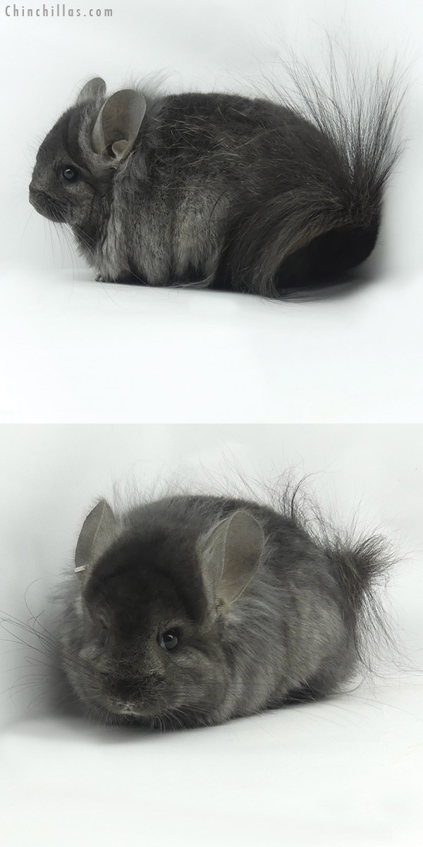 20111 Ebony ( Locken Carrier ) G2  Royal Persian Angora Female Chinchilla with Lion Mane