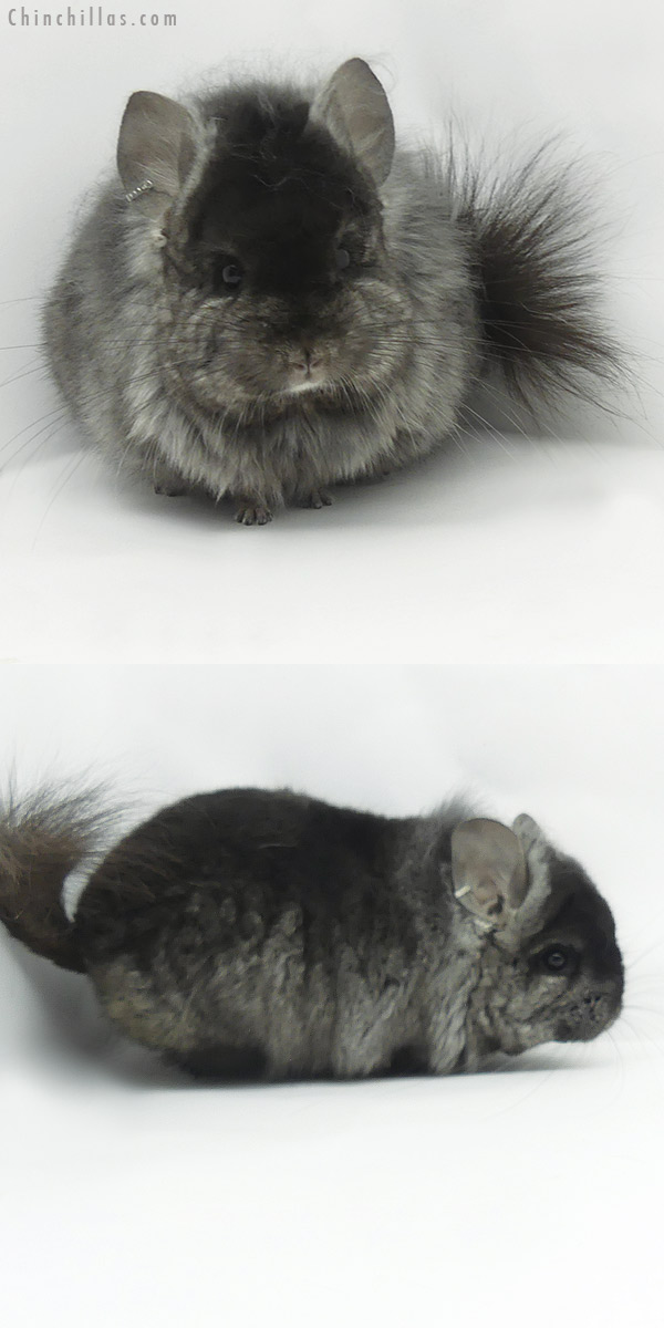 20113 Ebony  Royal Persian Angora Male Chinchilla