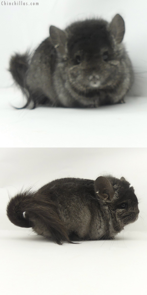 Chinchilla or related item offered for sale or export on Chinchillas.com - 20112 Ebony ( Locken Carrier )  Royal Persian Angora Male Chinchilla