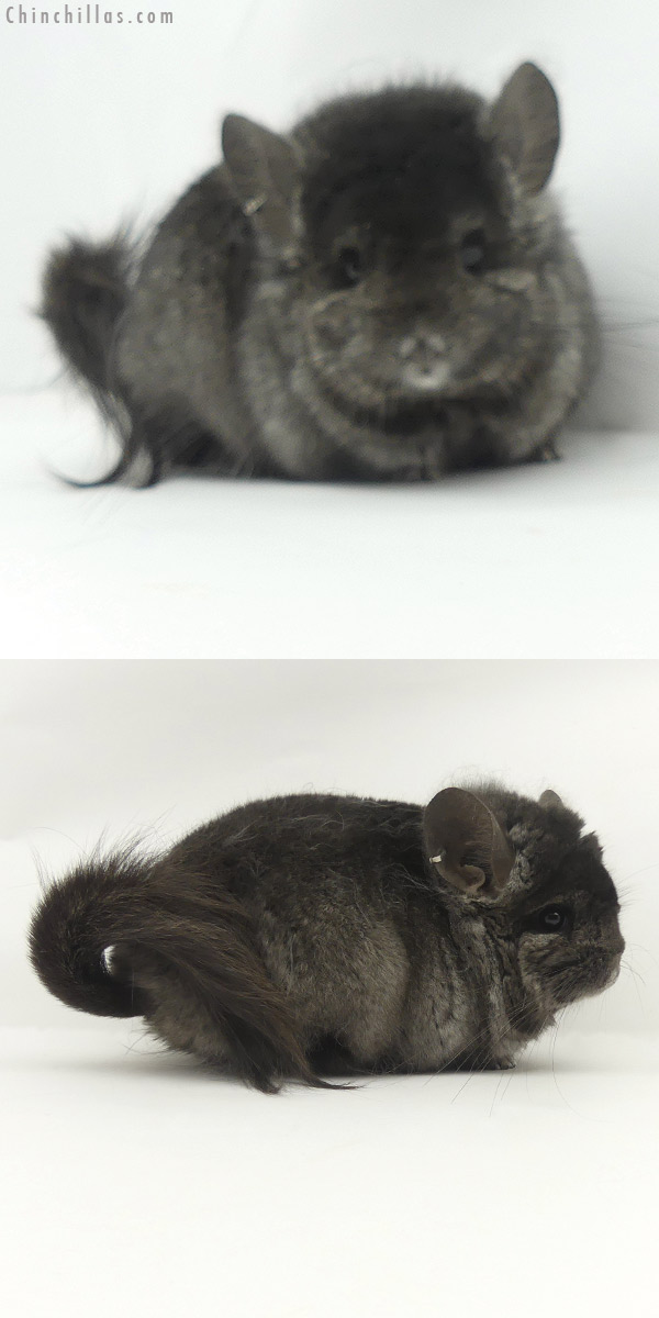 20112 Ebony ( Locken Carrier )  Royal Persian Angora Male Chinchilla