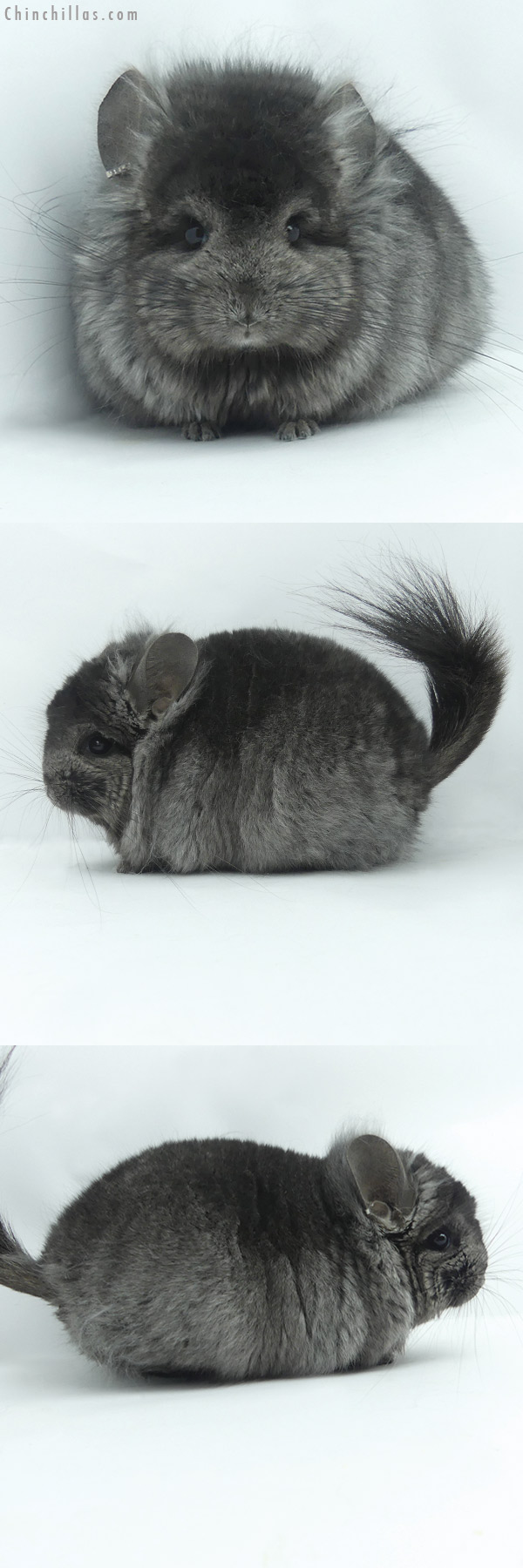 20116 Ebony ( Locken Carrier )  Royal Persian Angora Male Chinchilla