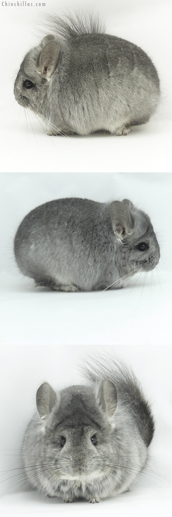 20121 Standard  Royal Persian Angora Male Chinchilla