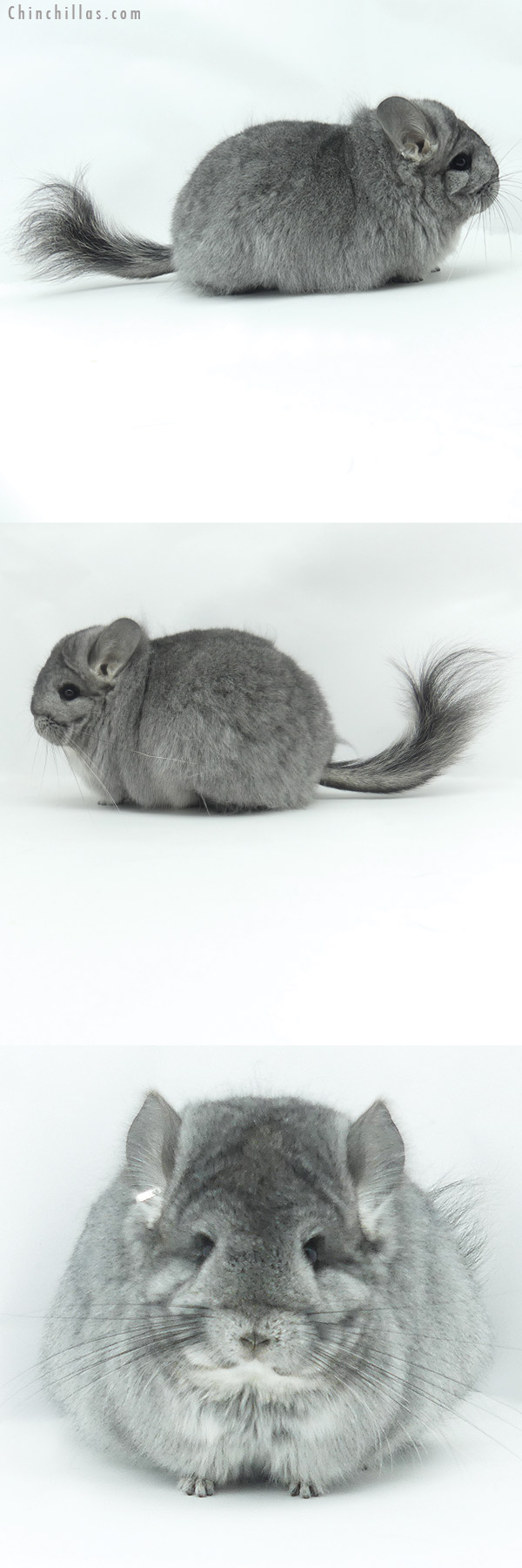 20122 Exceptional Standard ( Sapphire Carrier )  Royal Persian Angora Female Chinchilla