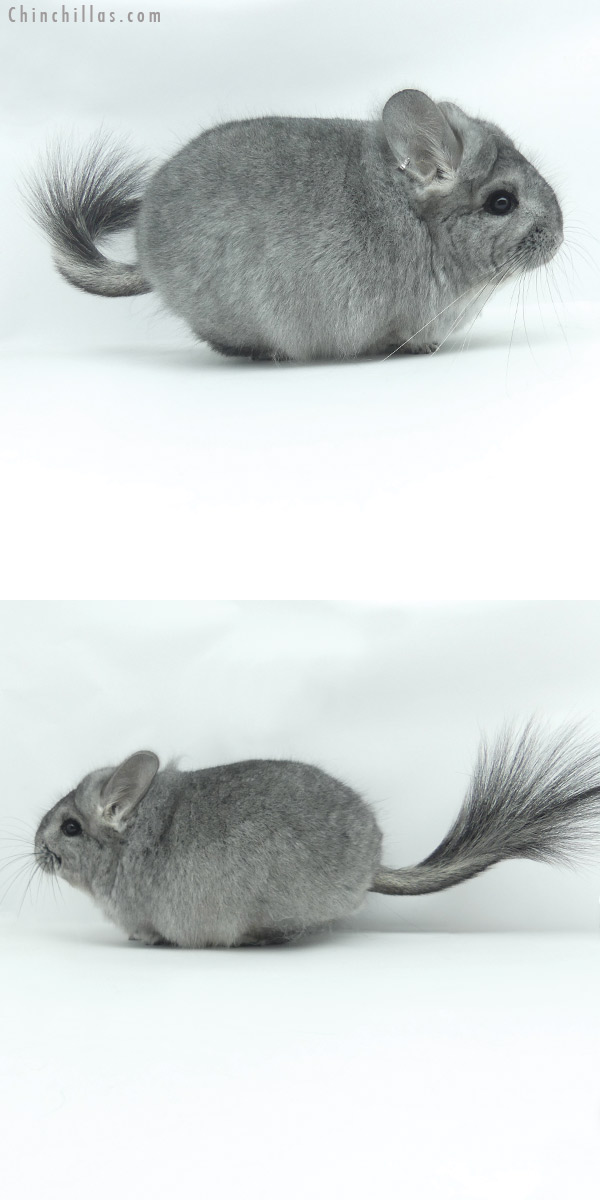 20126 Standard  Royal Persian Angora Female Chinchilla