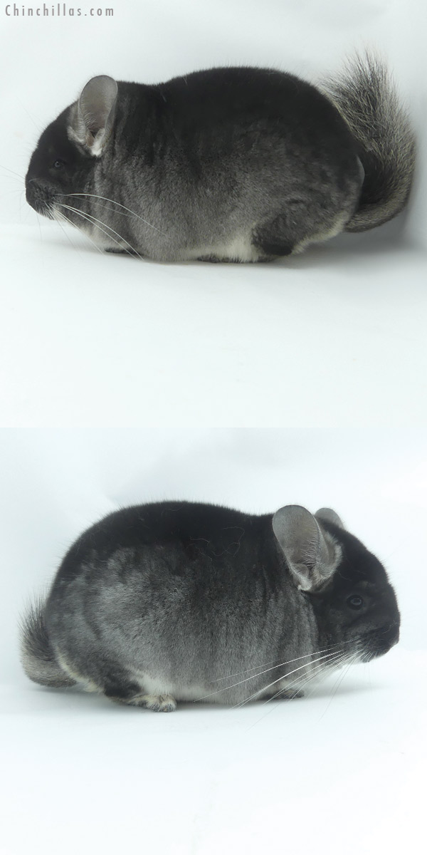 20100 Top Show Quality Black Velvet ( Violet Carrier ) Male Chinchilla