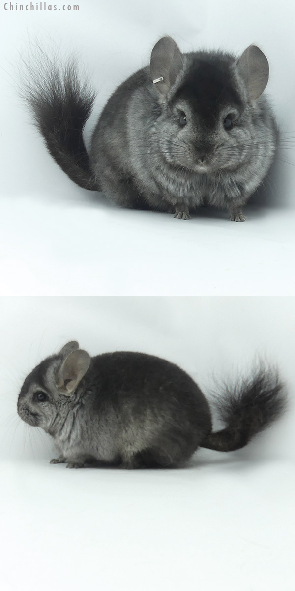 20118 Ebony ( Locken Carrier )  Royal Persian Angora Male Chinchilla