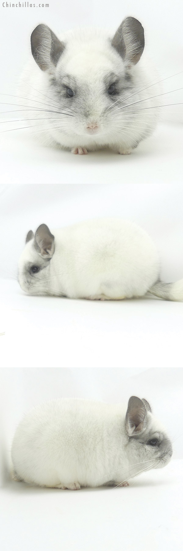 Chinchilla or related item offered for sale or export on Chinchillas.com - 20105 Blocky Premium Production Quality White Mosaic Female Chinchilla