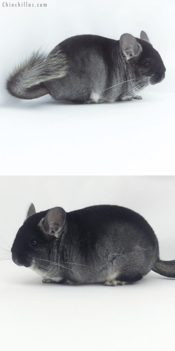 20109 Premium Production Quality Black Velvet Female Chinchilla