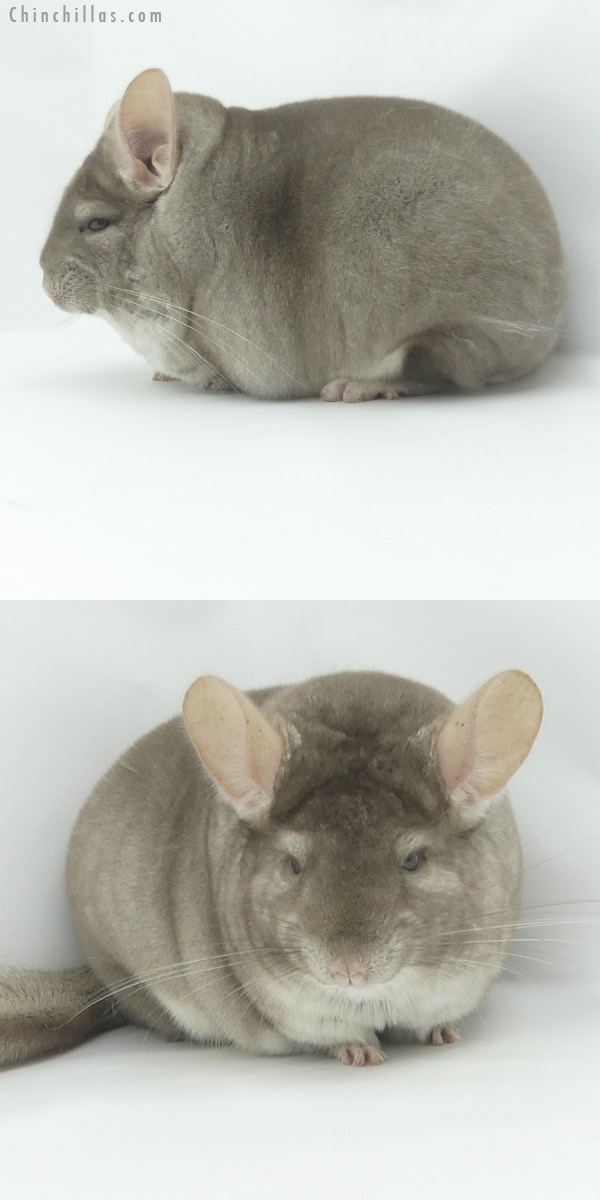 20110 Large Blocky Premium Production Quality Beige Female Chinchilla