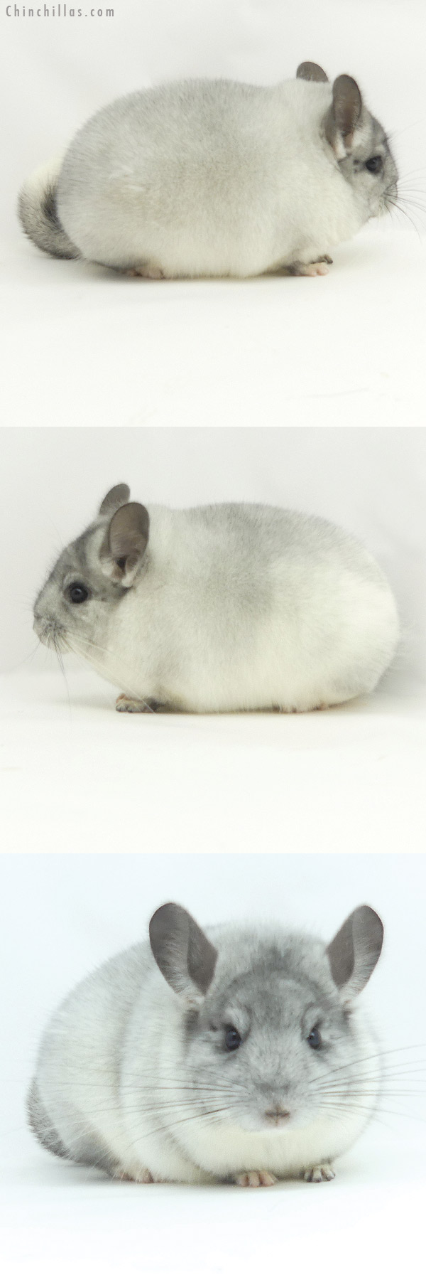 20129 Blocky Herd Improvement Quality White Mosaic Male Chinchilla