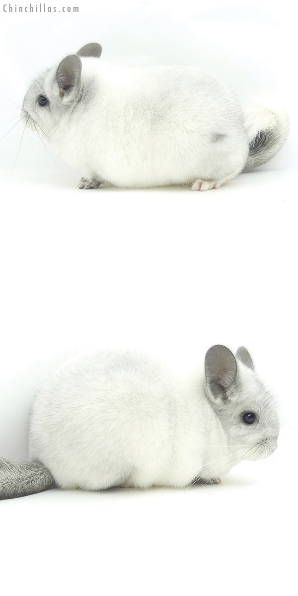 20139 Premium Production Quality White Mosaic Female Chinchilla