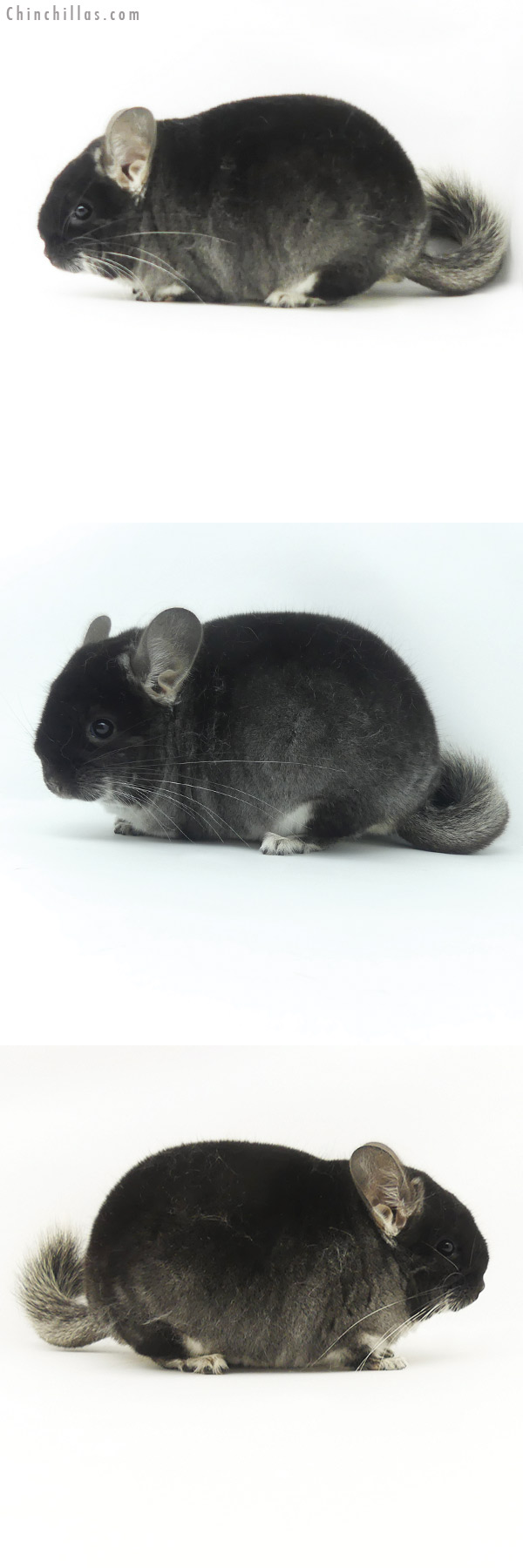 Chinchilla or related item offered for sale or export on Chinchillas.com - 20131 Blocky Brevi Type Herd Improvement Quality Black Velvet Male Chinchilla