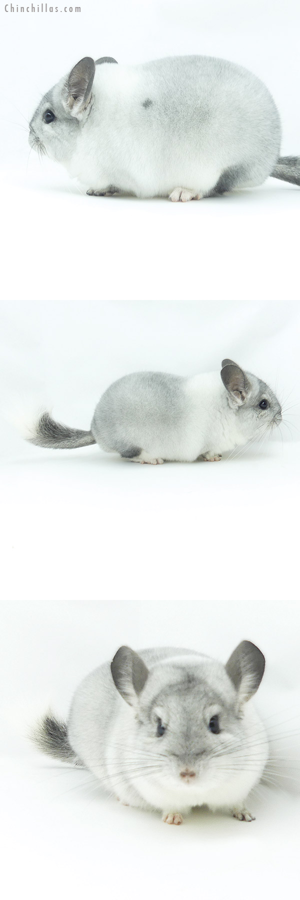 20130 Blocky Herd Improvement Quality White Mosaic Male Chinchilla