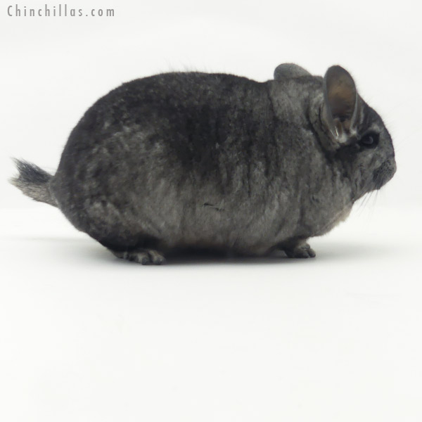 20148 Large Ebony ( Locken & Royal Persian Angora Carrier ) Female Chinchilla