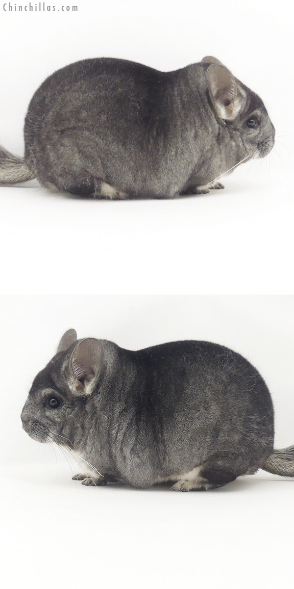 20102 Blocky Herd Improvement Quality Standard Male Chinchilla