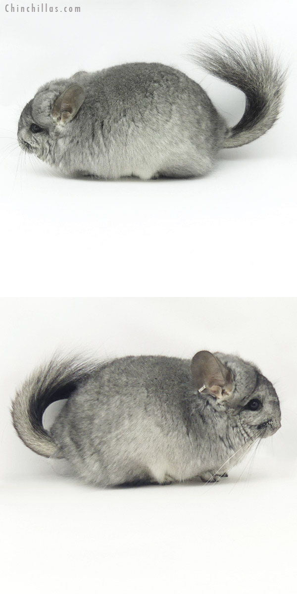 20136 Standard ( Ebony & Locken Carrier )  Royal Persian Angora Male Chinchilla