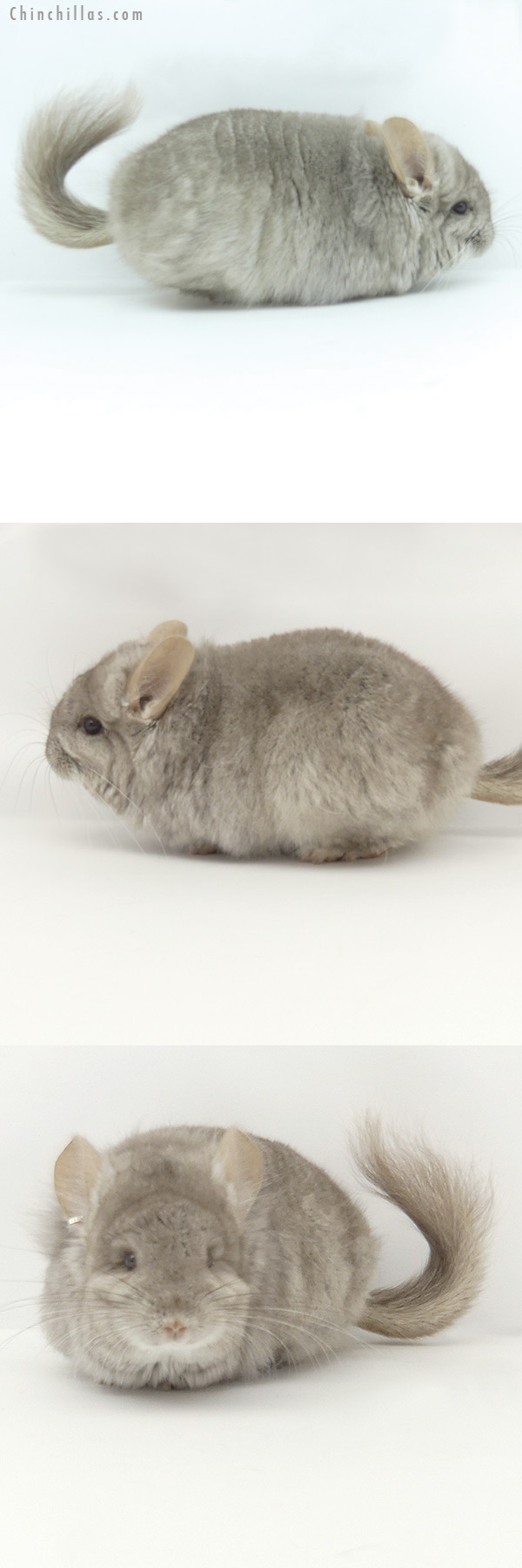 20143 Beige  Royal Persian Angora Female Chinchilla