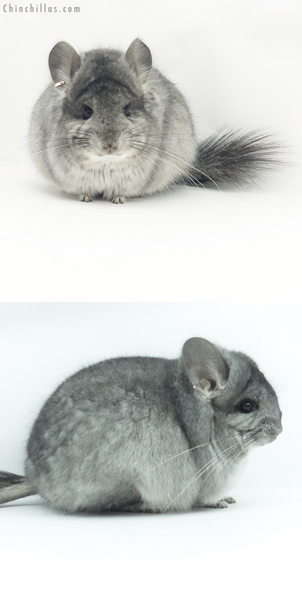 20145 Standard  Royal Persian Angora Female Chinchilla