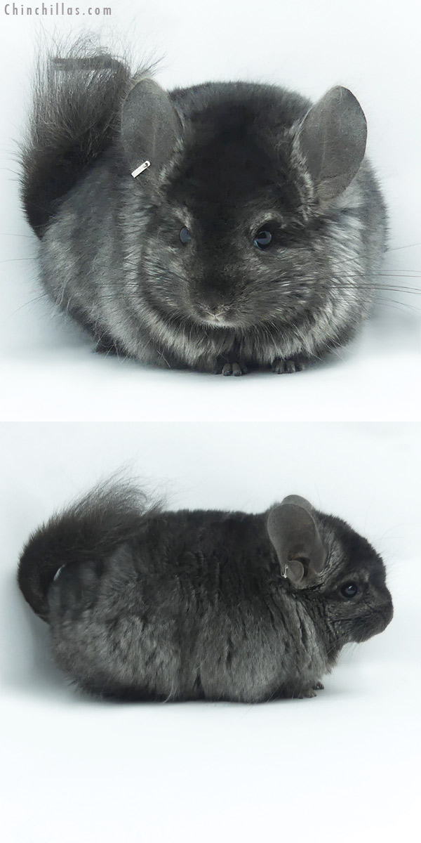 20132 Ebony ( Locken Carrier )   Royal Persian Angora Male Chinchilla