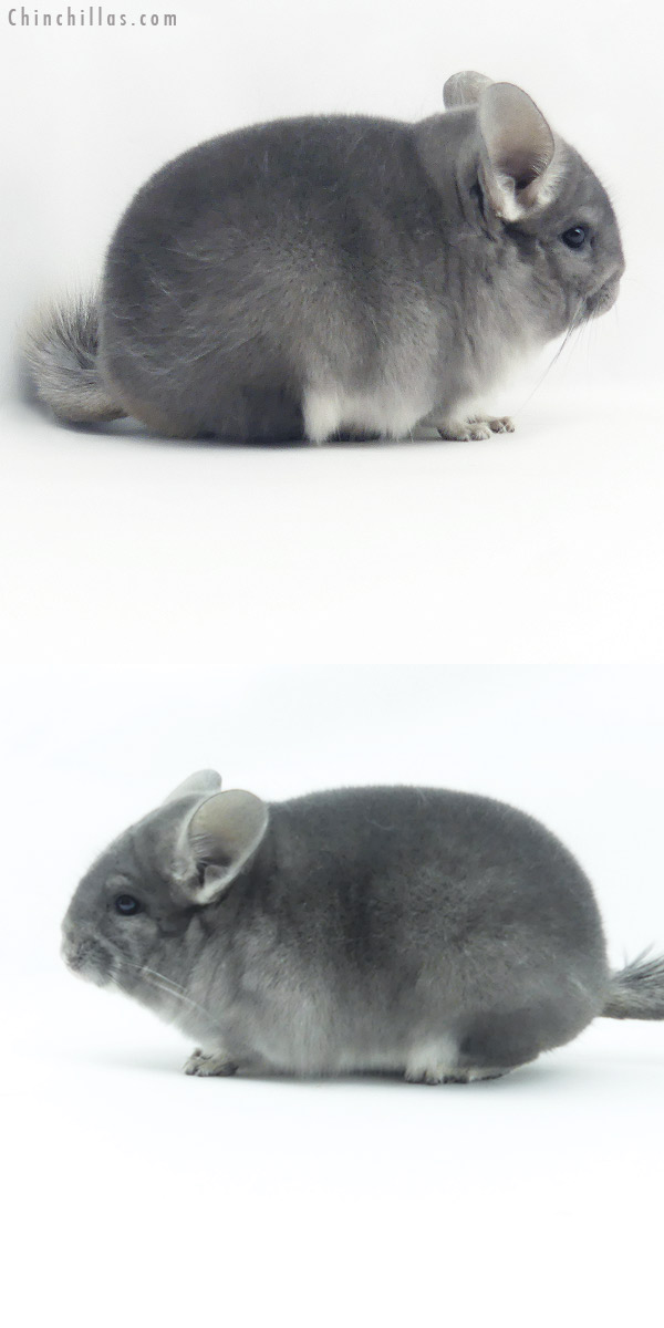 20151 Blocky Premium Production Quality Violet Female Chinchilla