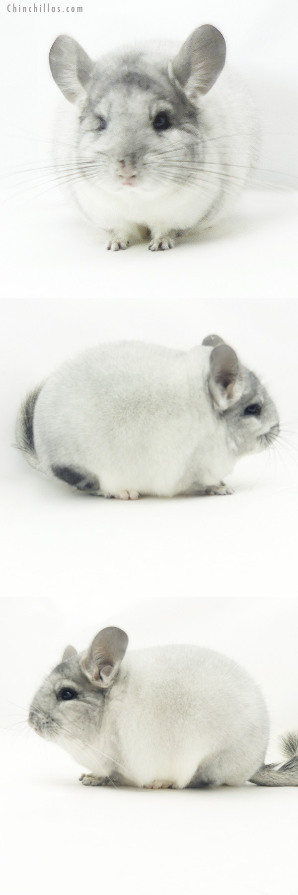 20150 Blocky Premium Production Quality White Mosaic Female Chinchilla