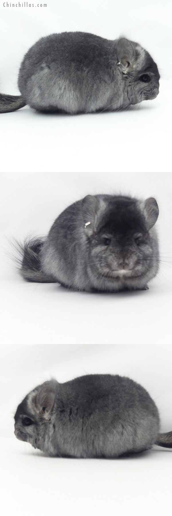 Chinchilla or related item offered for sale or export on Chinchillas.com - 20144 Ebony  Royal Persian Angora Female Chinchilla
