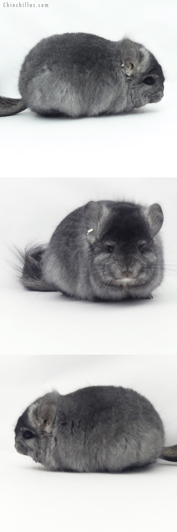 20144 Ebony  Royal Persian Angora Female Chinchilla