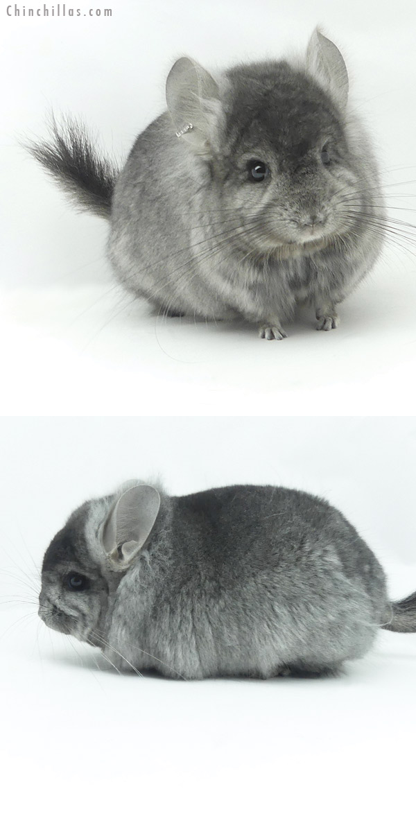 Chinchilla or related item offered for sale or export on Chinchillas.com - 20138 Ebony ( Locken Carrier )  Royal Persian Angora Male Chinchilla